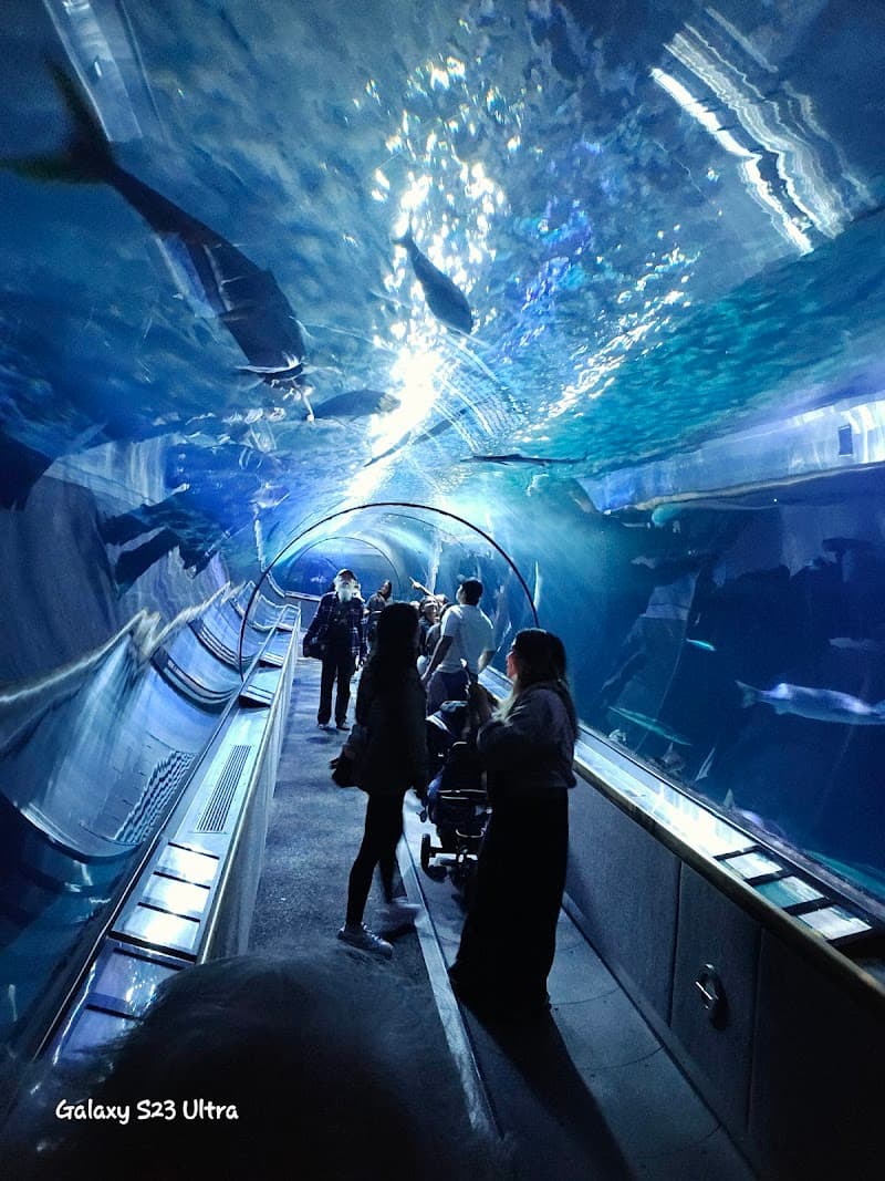 Aquarium of the Bay