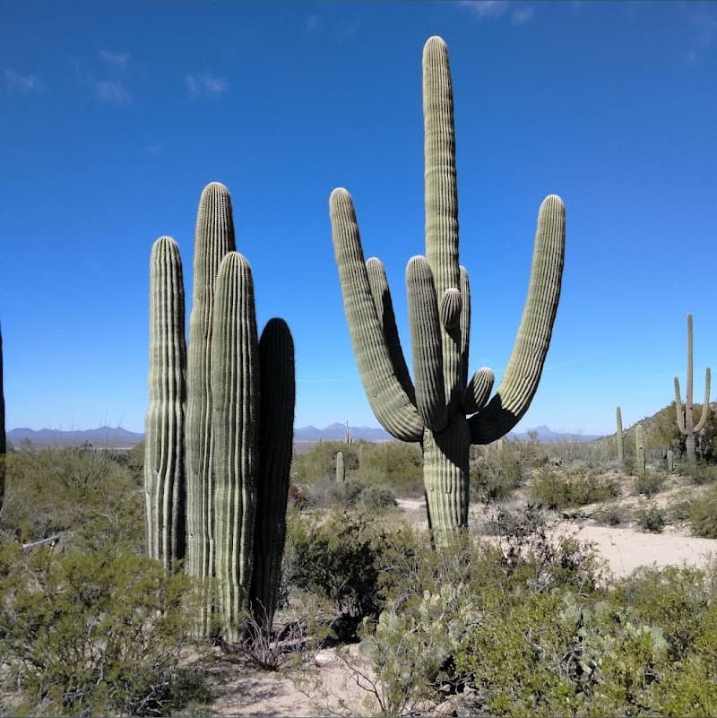 Arizona-Sonora Desert Museum