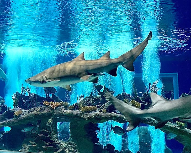 OdySea Aquarium