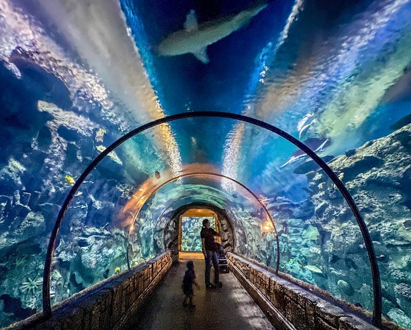Shark Reef Aquarium at Mandalay Bay